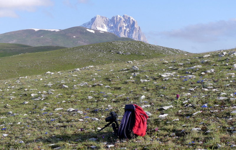 Orchidee a Campo Imperatore tra Medioevo e wilderness  primavera 2023